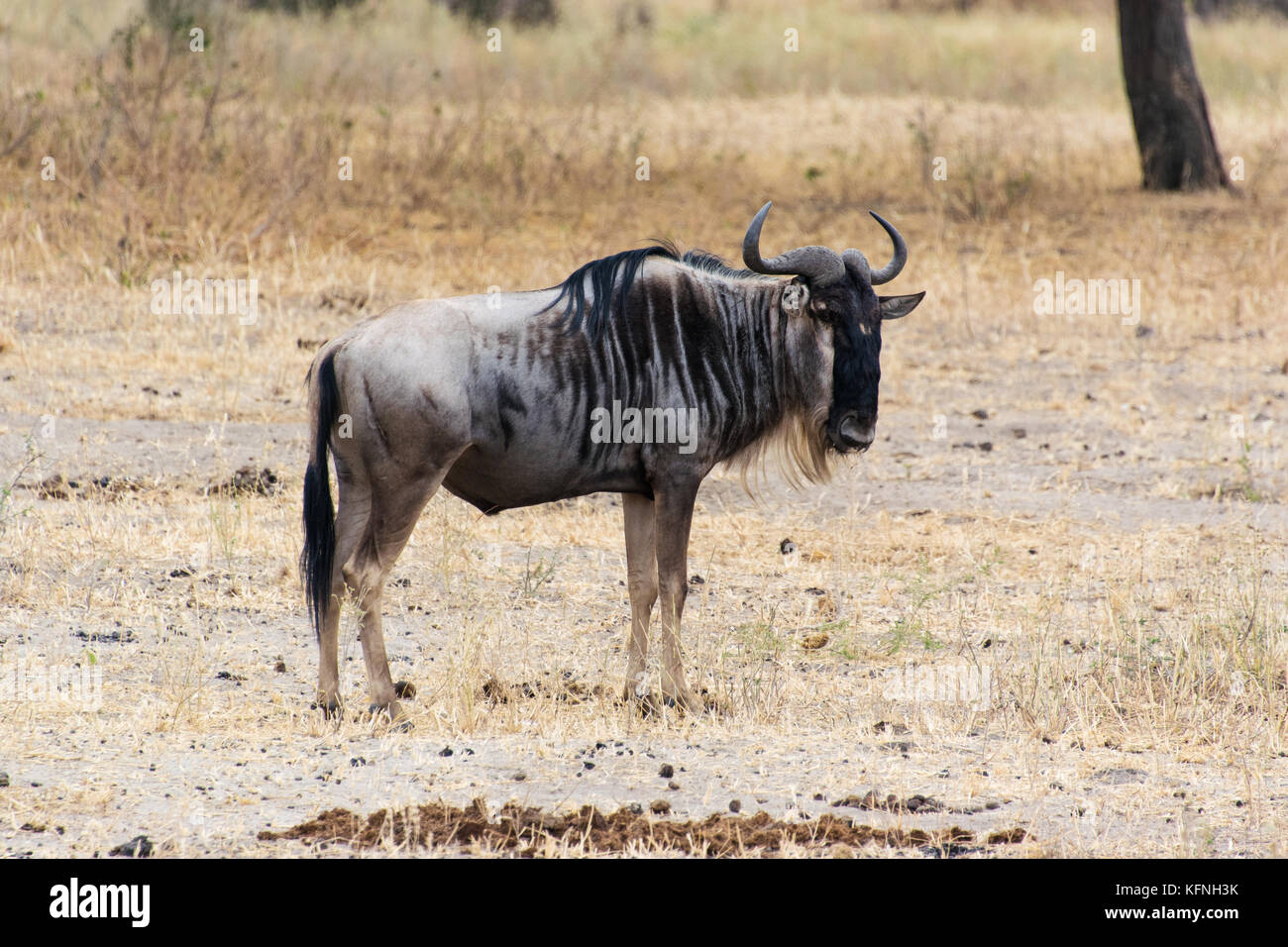 Meine Fotos afrikanische Tierwelt zeigen, gibt es einige Tiere, darunter Elefanten, Giraffen, Büffel. Stockfoto