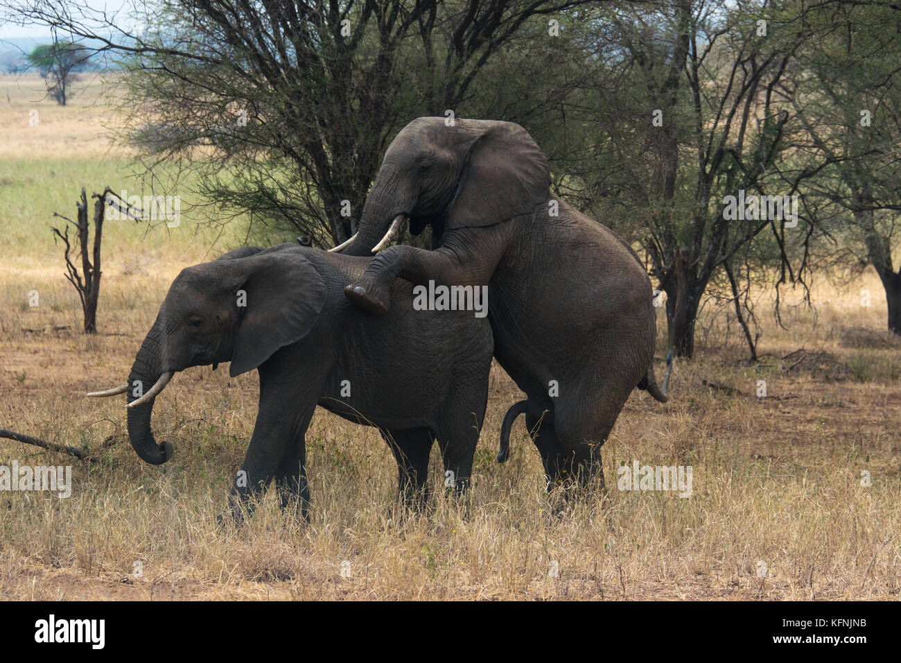 Meine Fotos afrikanische Tierwelt zeigen, gibt es einige Tiere, darunter Elefanten, Giraffen, Büffel. Stockfoto