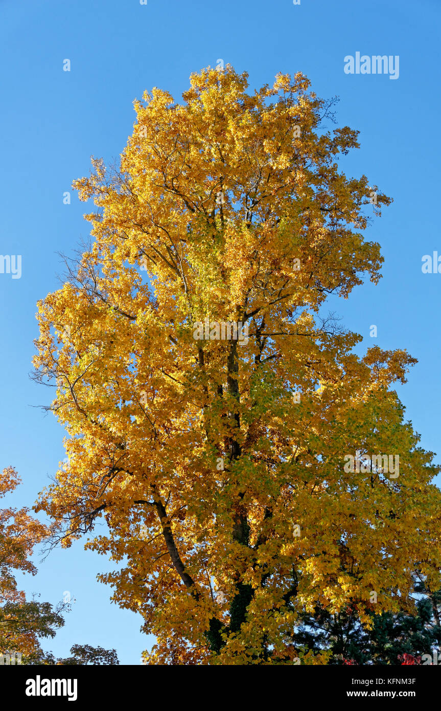 Reifen tuliptree Liriodendron tulipifera mit gelben Herbst Laub, Vancouver, BC, Kanada Stockfoto
