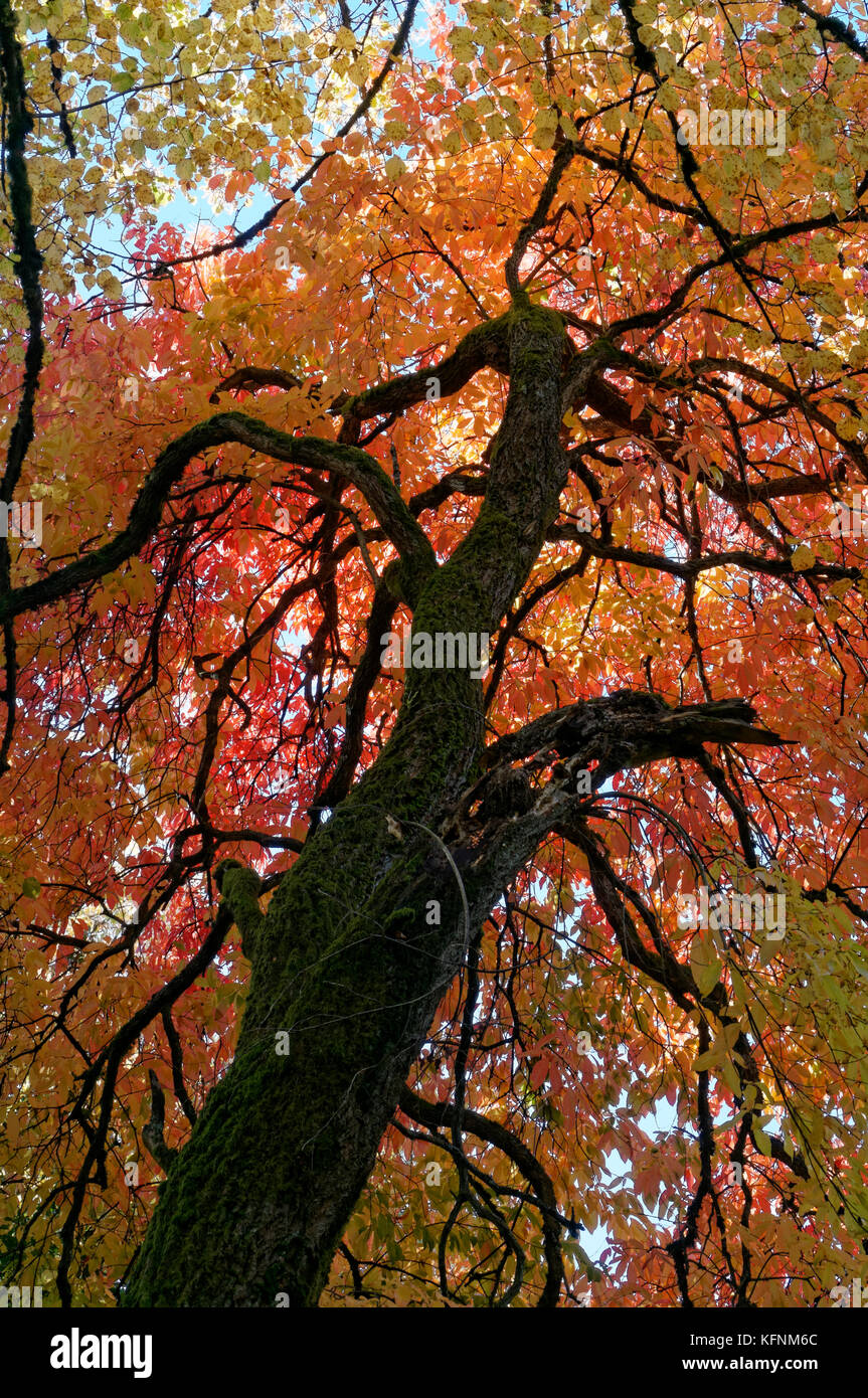 Buntes Herbstlaub auf einem großen Blatt Linde Tilia platyphyllos, Shaughnessy Park, Vancouver, BC, Kanada Stockfoto