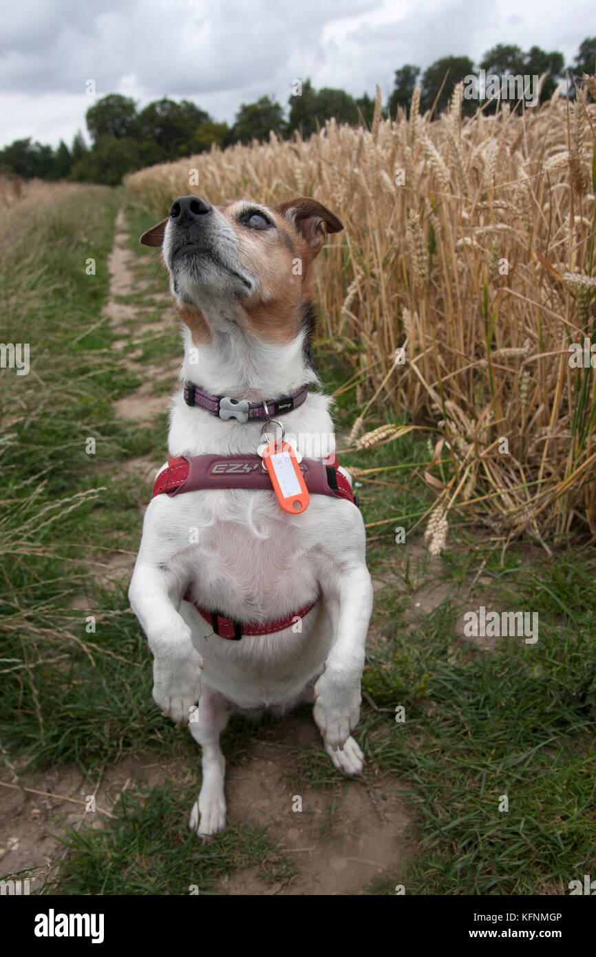 Ältere Jack Russell Terrier auf Hinterbeine Stockfoto