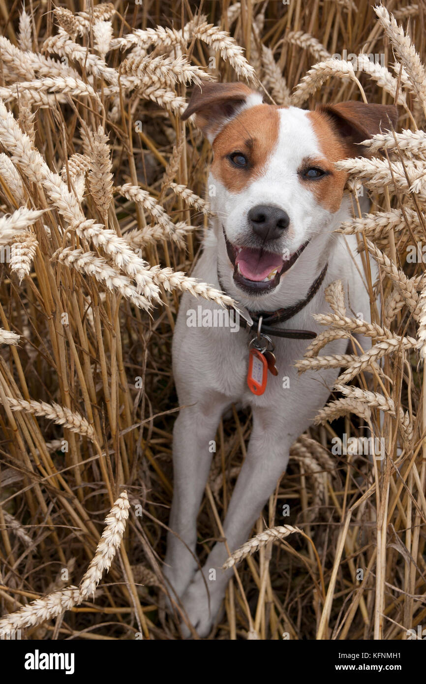 Parsons Jack Russell Terrier Stockfoto