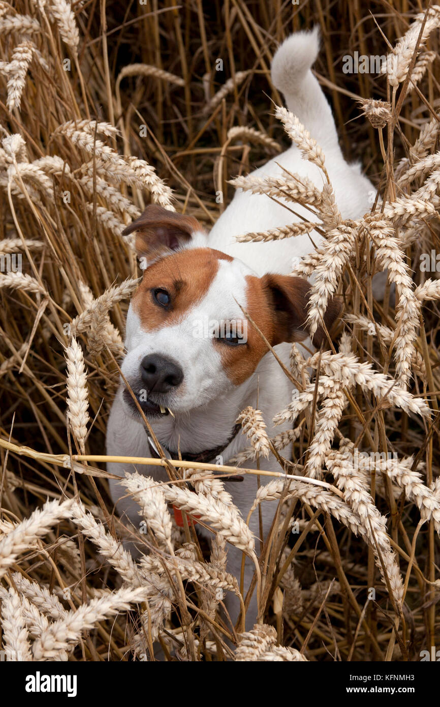 Parsons Jack Russell Terrier Stockfoto