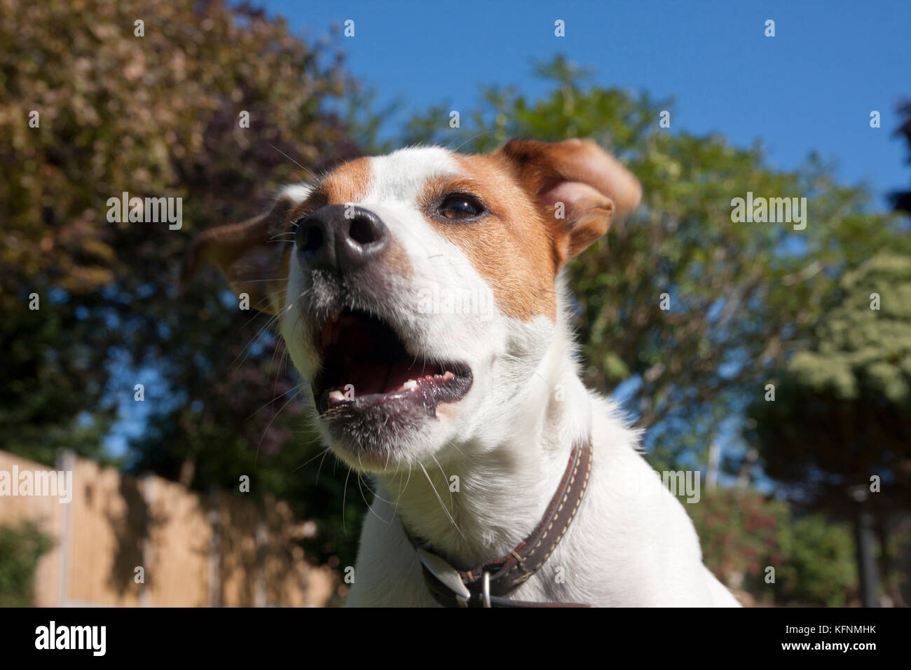 Parsons Jack Russell Terrier bellen im Garten Parsons Jack Russell Terrier bellen im Garten