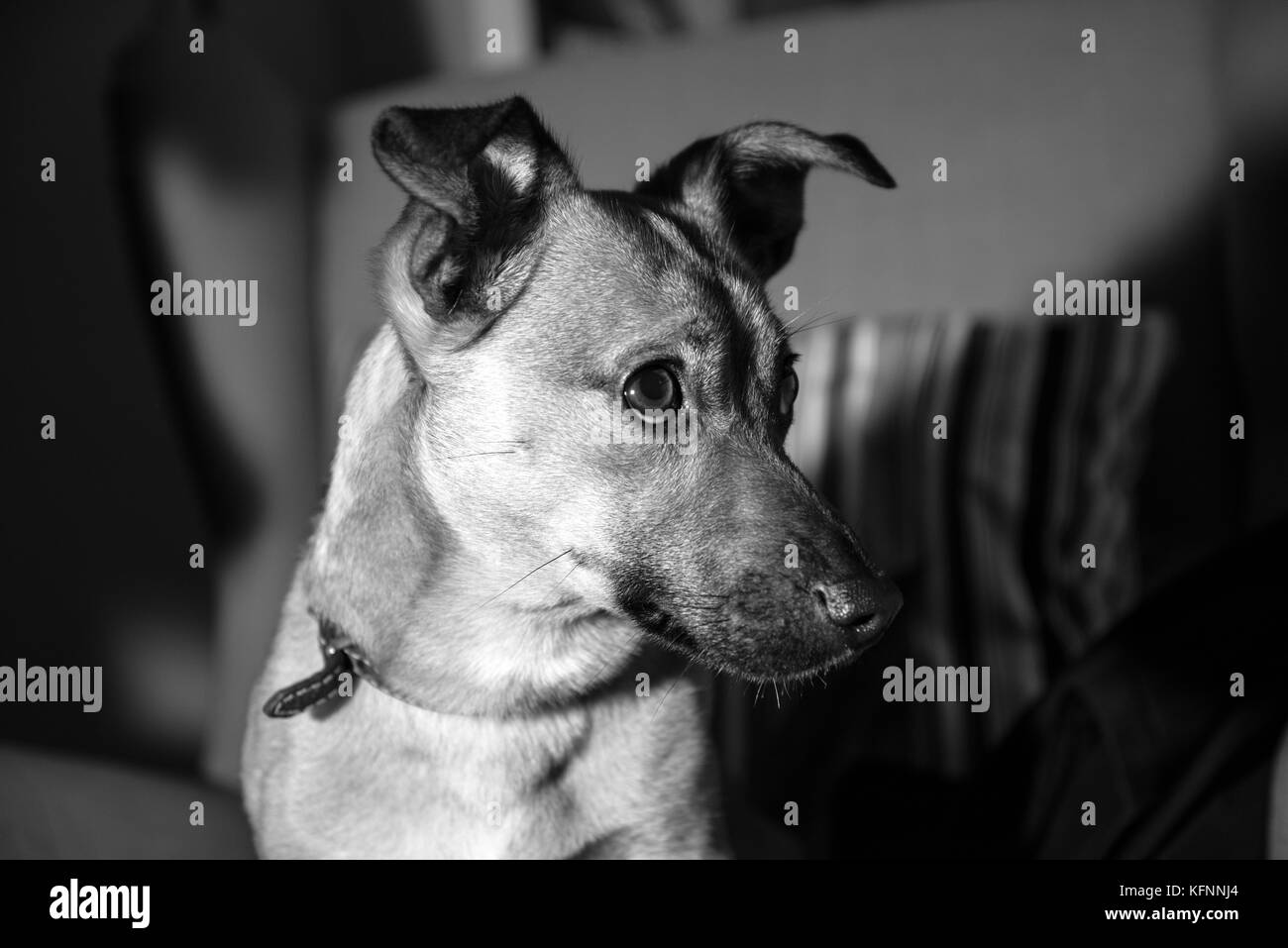 niedlichen Welpen Stockfoto