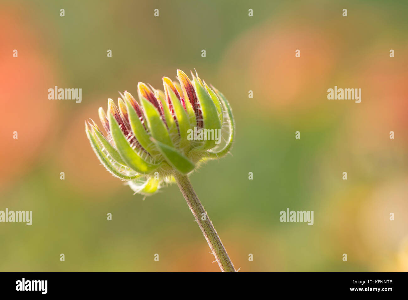 Blütenknospe vor unscharfen Hintergrund, Ansicht schließen Stockfoto