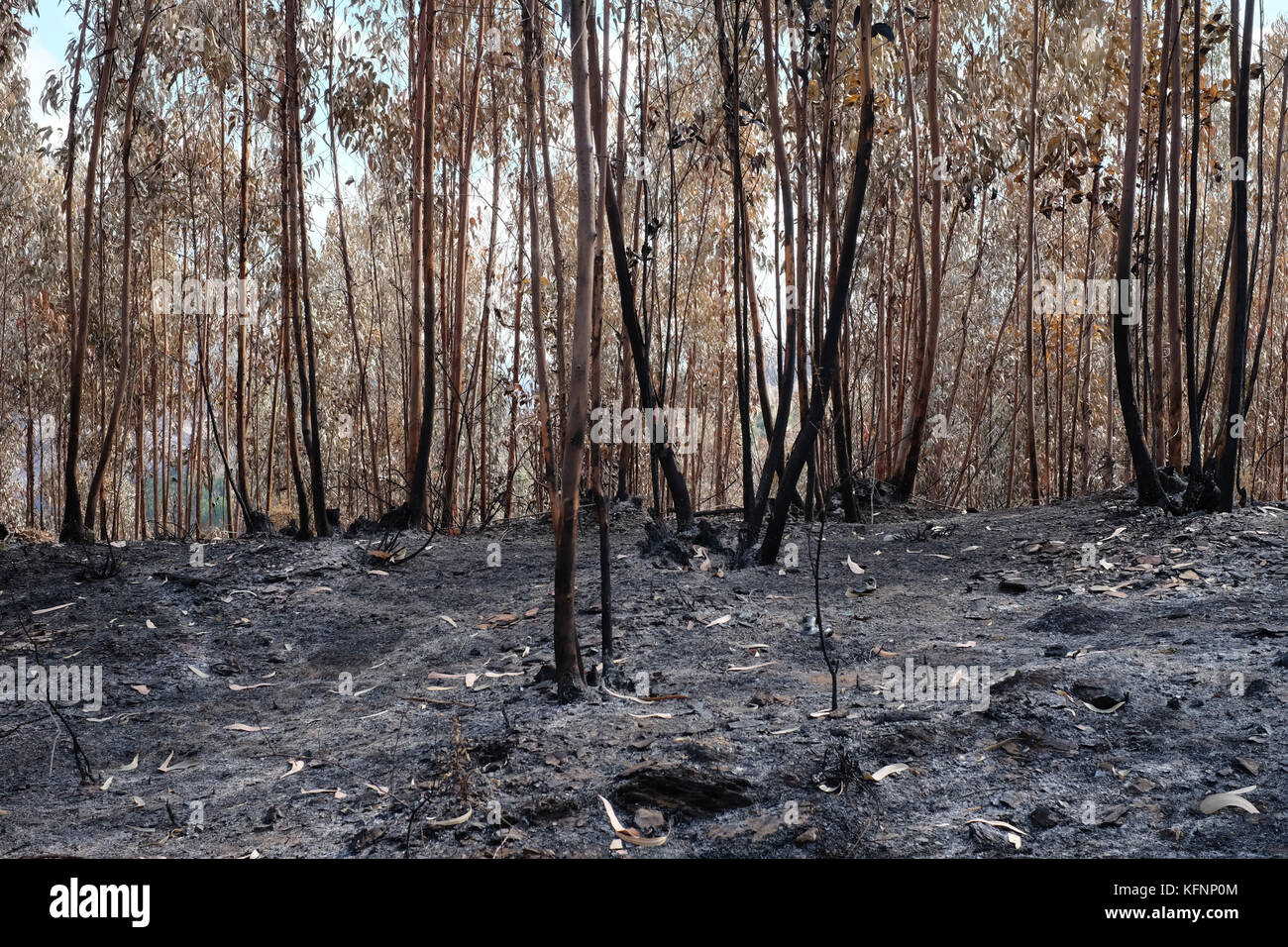 Wald verbrannt, während der Waldbrände in Portugal Stockfoto