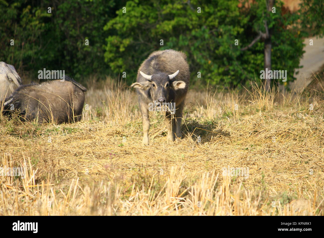 Büffelherde auf einem abgeernteten Feld Schritt Reis Stockfoto