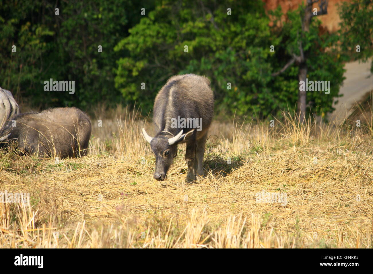 Büffelherde auf einem abgeernteten Feld Schritt Reis Stockfoto