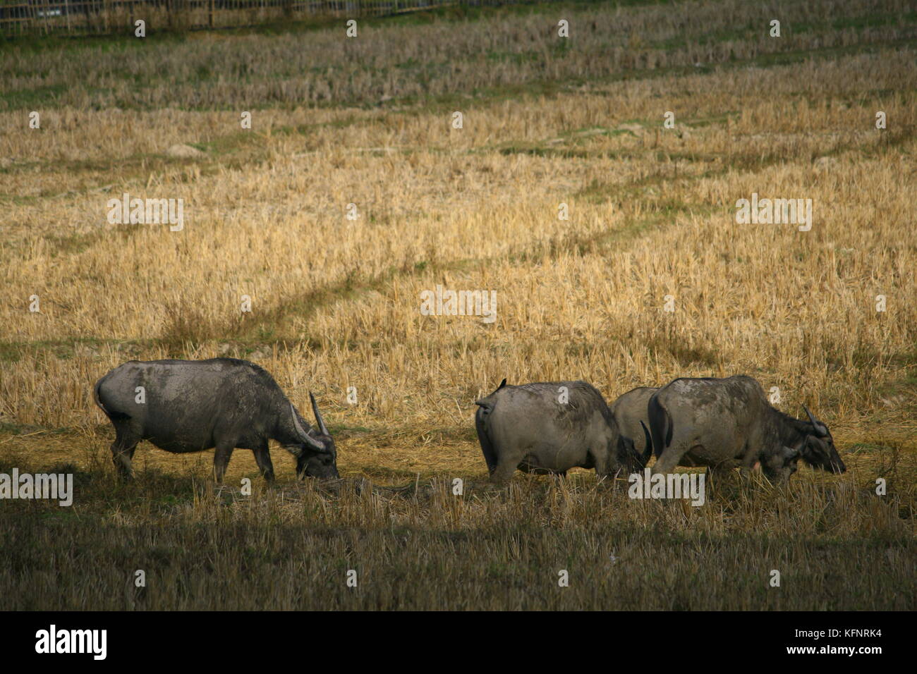 Büffelherde auf einem abgeernteten Feld Schritt Reis Stockfoto