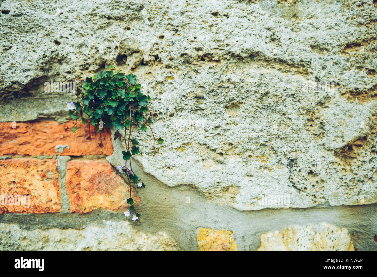 Design Konzept Ivy Bush auf birck Wand Stockfoto
