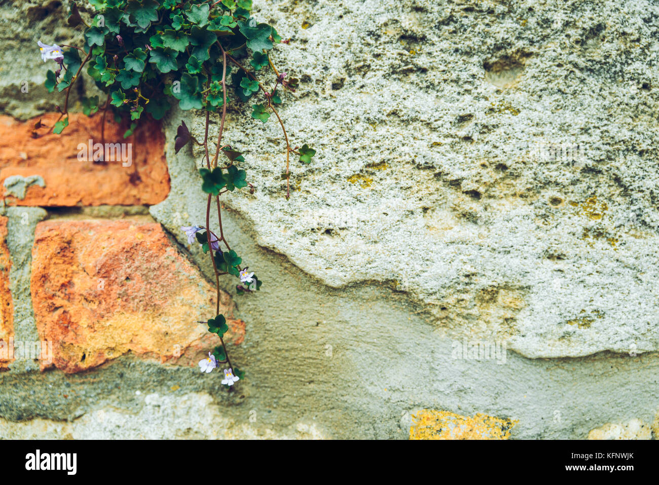 Design Konzept Ivy Bush auf birck Wand Stockfoto