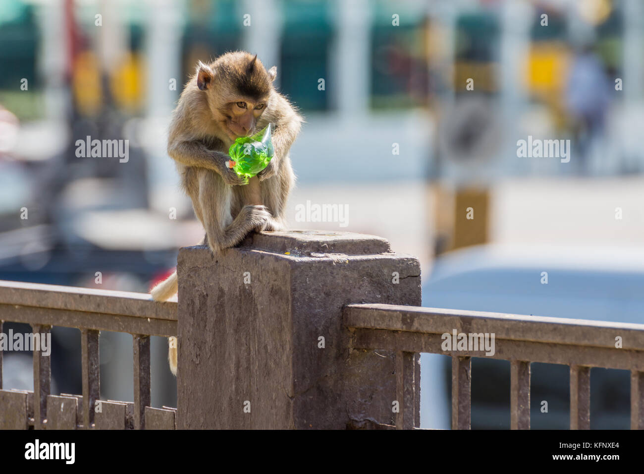 Affe Grün essen Sirup auf der konkreten Pol in Park Stockfoto