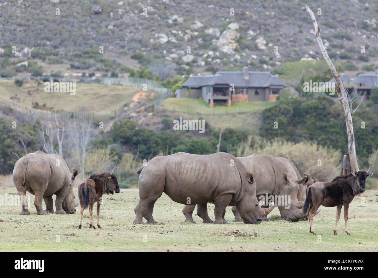 Rhinoceros und Gnus, botlierskop Private Game Reserve, Western Cape, Südafrika Stockfoto