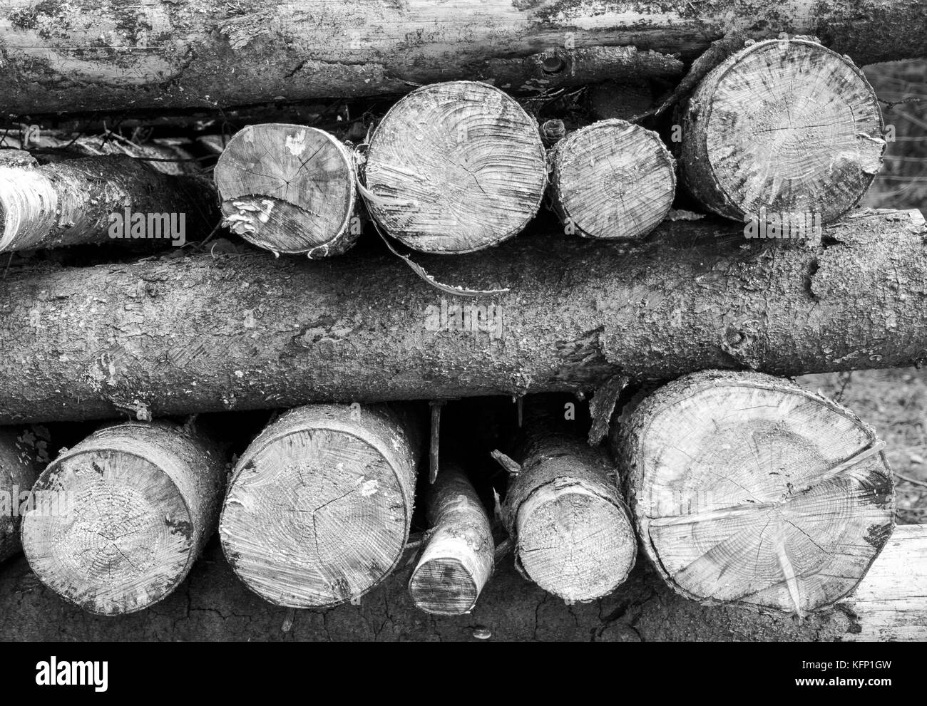 Ein Holzstapel im Wald Stockfoto