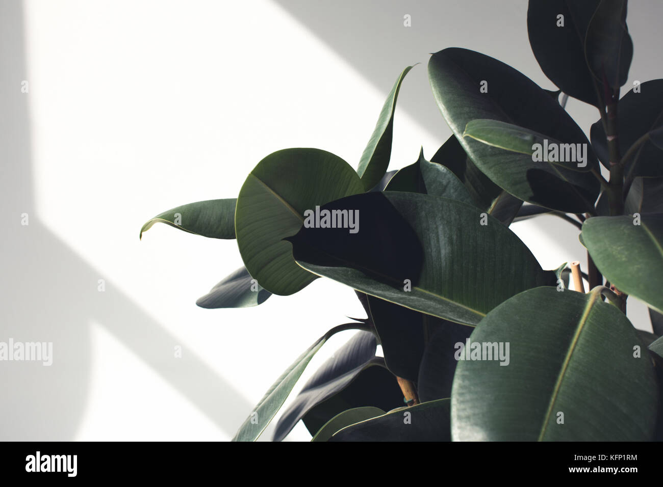 Ficus Pflanze mit Sonnenlicht Stockfoto