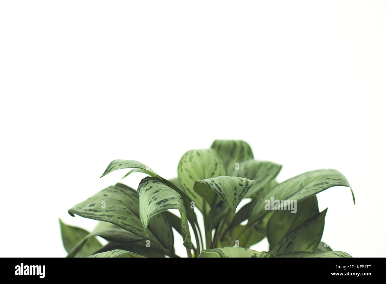 Grüne Pflanze mit Kopie Raum Stockfoto