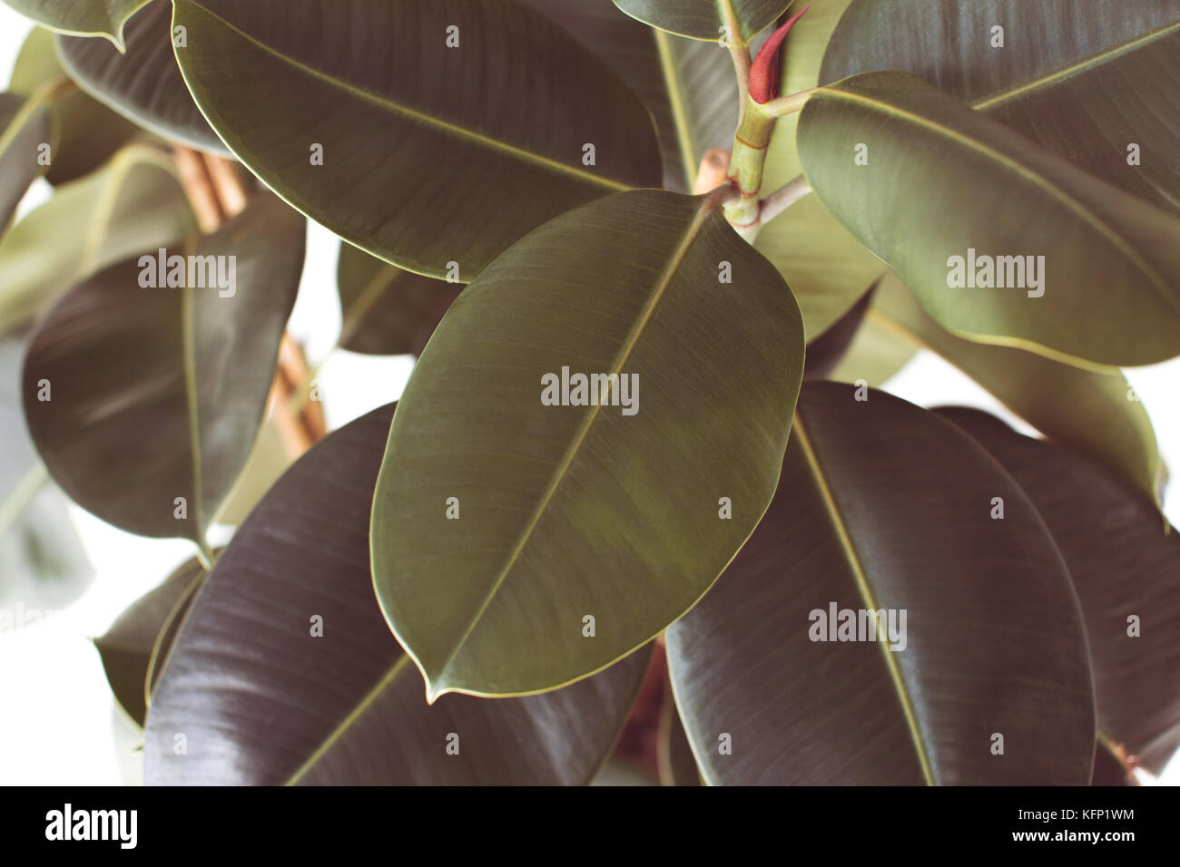 Ficus pflanze Textur Stockfoto
