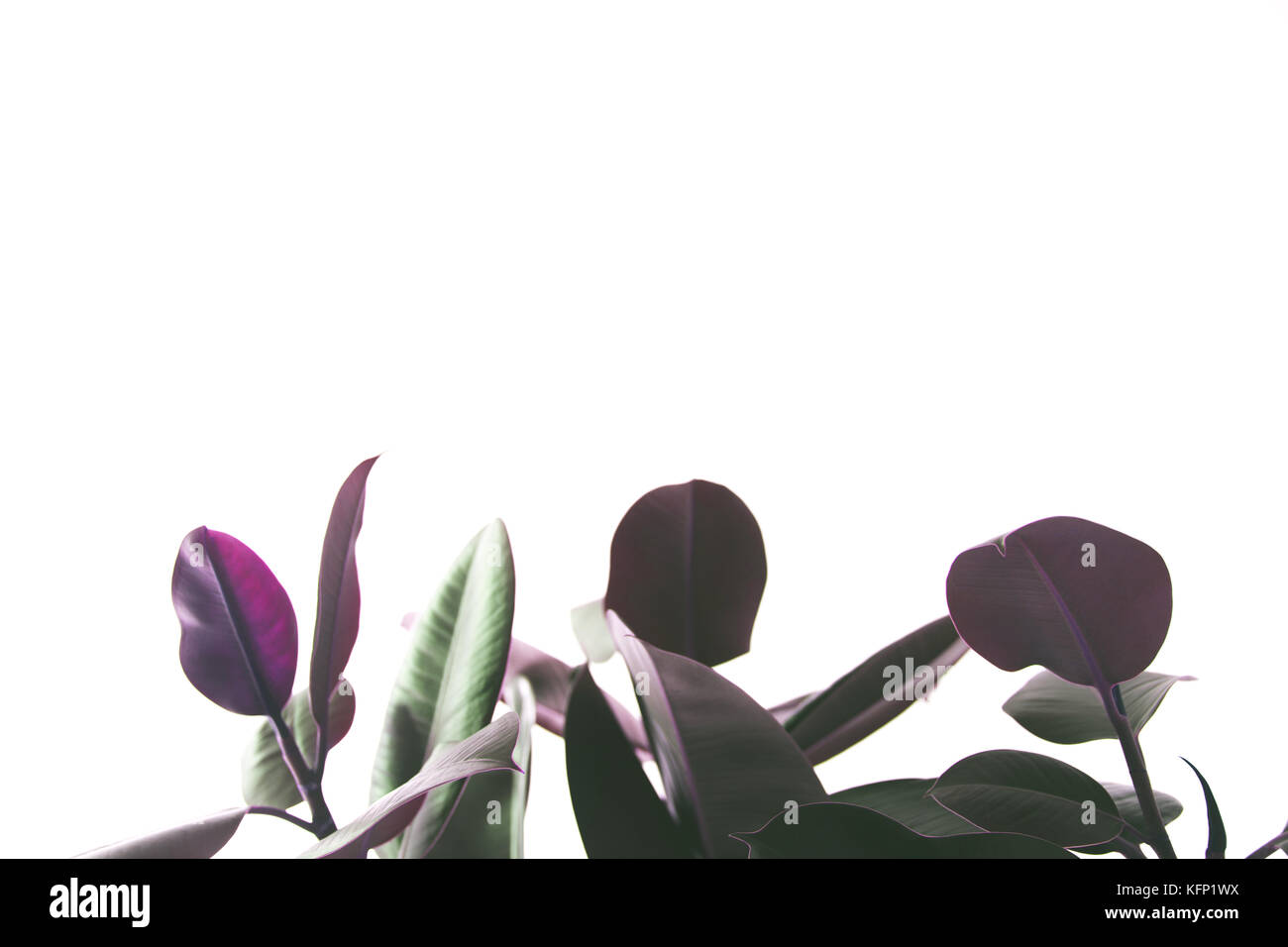 Hintergrund Mit ficus Pflanze Stockfoto