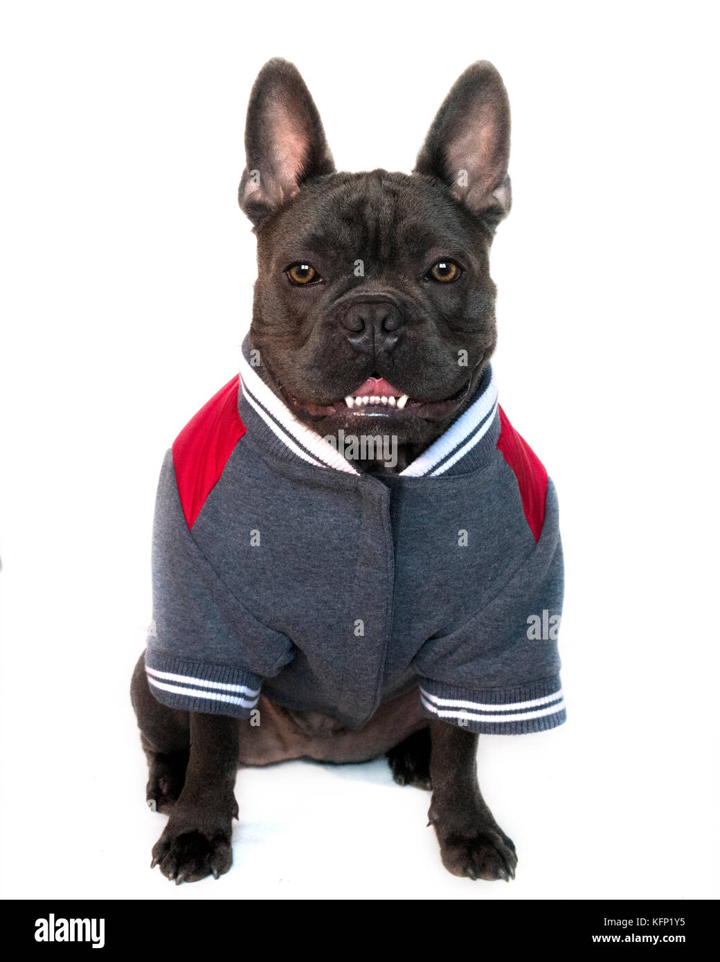 Maskottchen Art Portrait, Ganzkörper blaue Französische Bulldogge im College High School Sports Gear gekleidet, auf weißem Hintergrund isoliert, Frontansicht Augen l Stockfoto