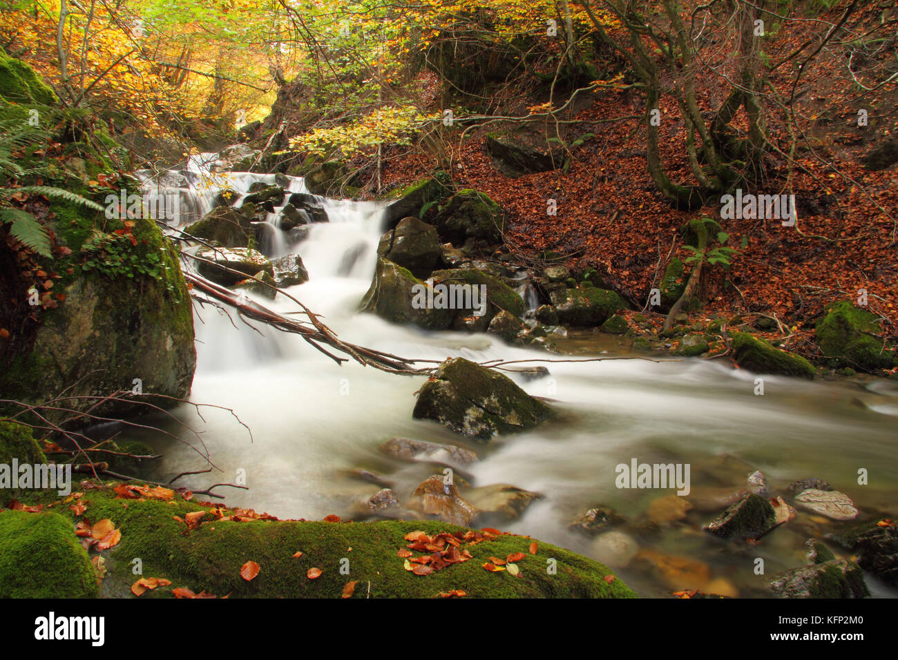 Strom in einem herbstlichen Buchenwälder, Asturien, Spanien. Stockfoto