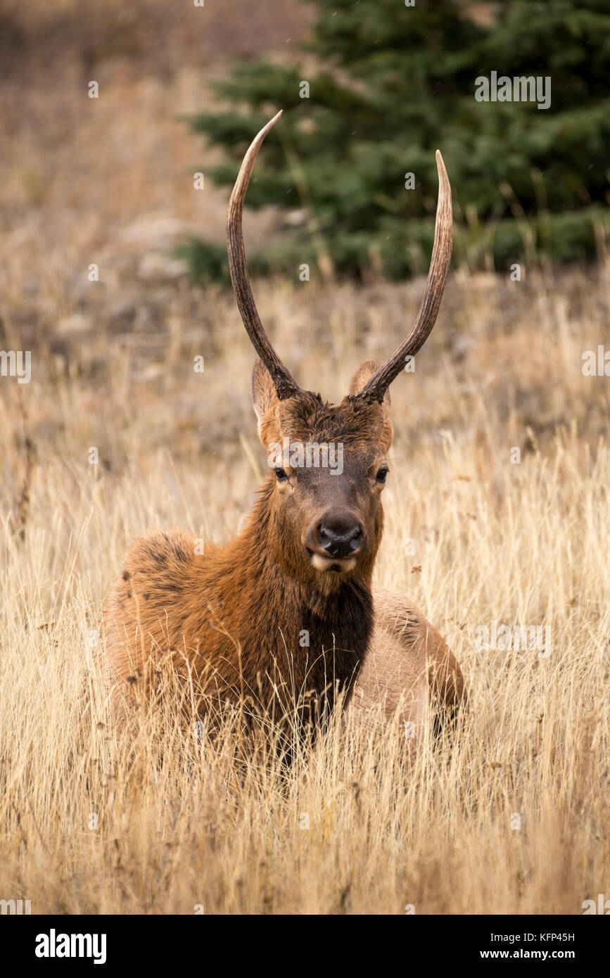 Bull elk im Jasper Nationalpark ruhen Stockfoto