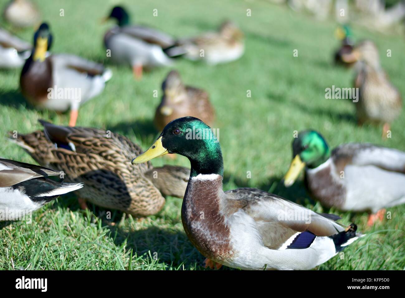 Stockente (Anas Platyrhynchos) Stockfoto