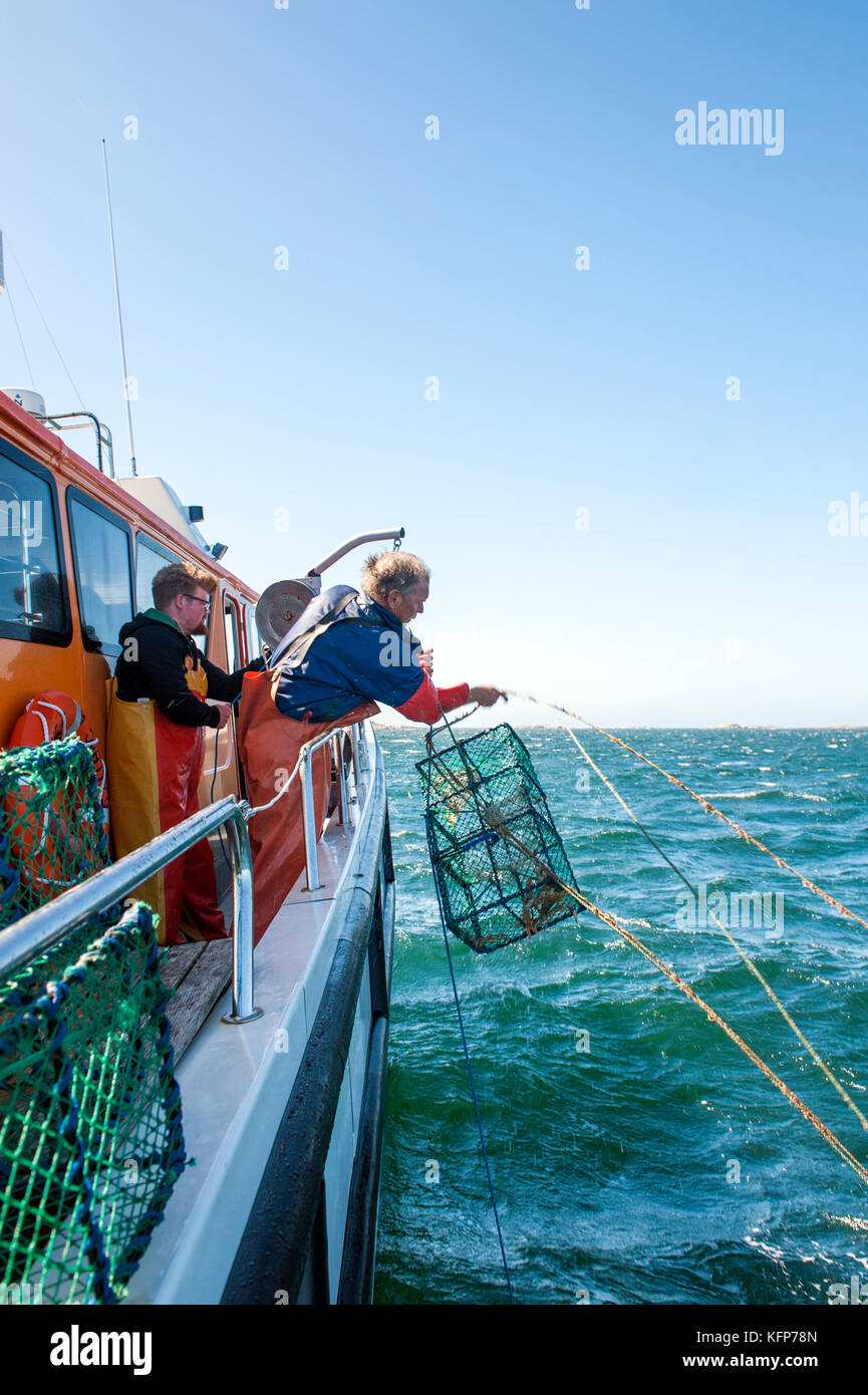 Kaisergranat fischen aus dem Wetter Inseln im Archipel, Westschweden Bohuslän. Stockfoto