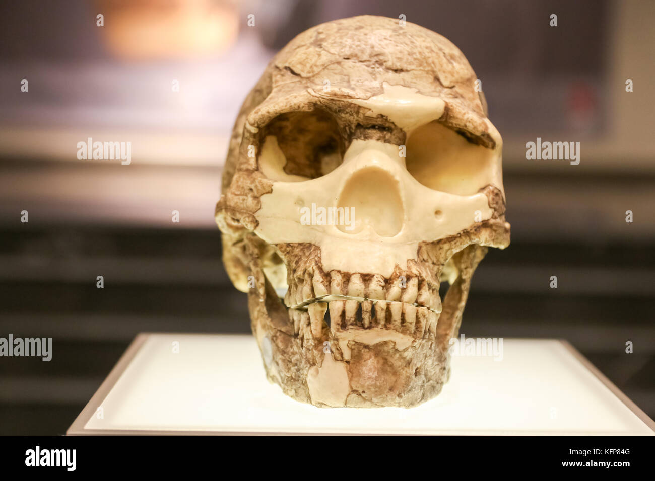 Alter Schädel im Museum stehen. Stockfoto