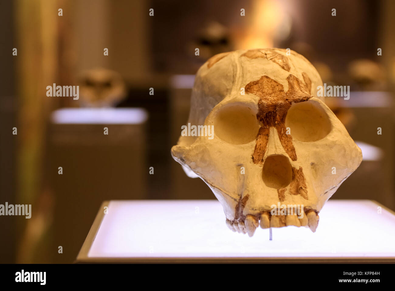 Alter Schädel im Museum stehen. Stockfoto