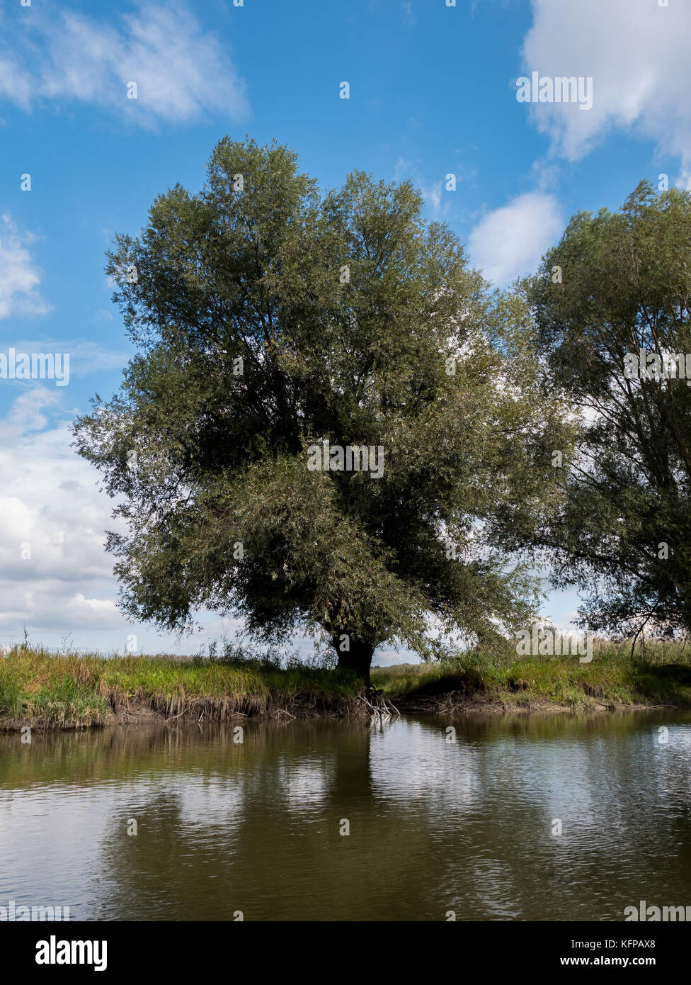 Baum in der Nähe von Feuchtgebieten im Naturpark Kopacki Rit in Kroatien Stockfoto