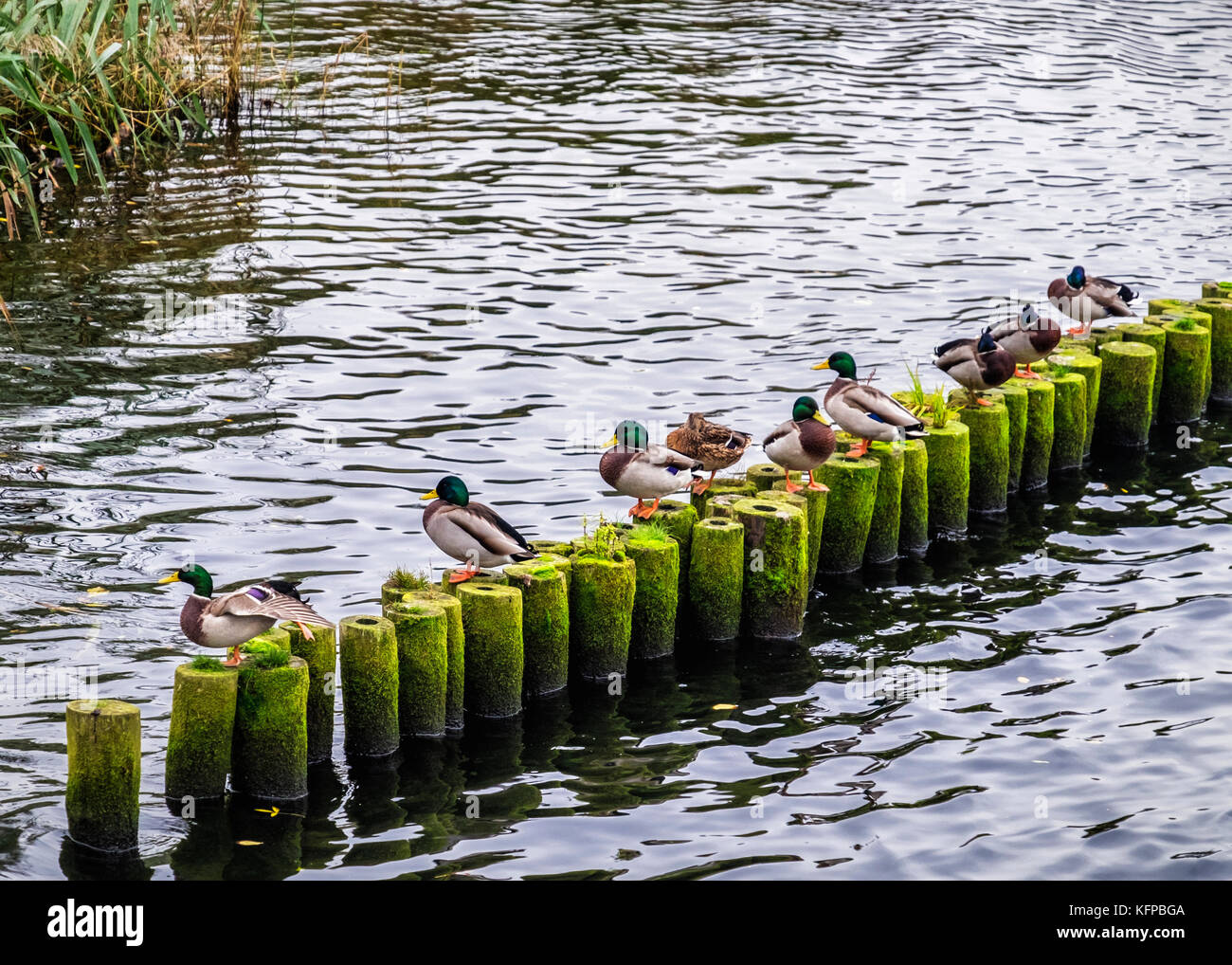 Reihe von Stockenten, wilde ente, Anas platyrhynchos. zehn Enten in einer Reihe auf Moos bedeckt Beiträge in einem See Stockfoto