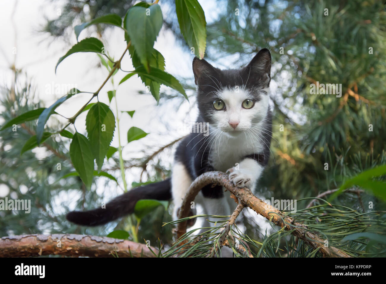 Schöne schwarze und weiße Katze jagd Vögel auf einem Baum - direkt in ihre Augen Stockfoto