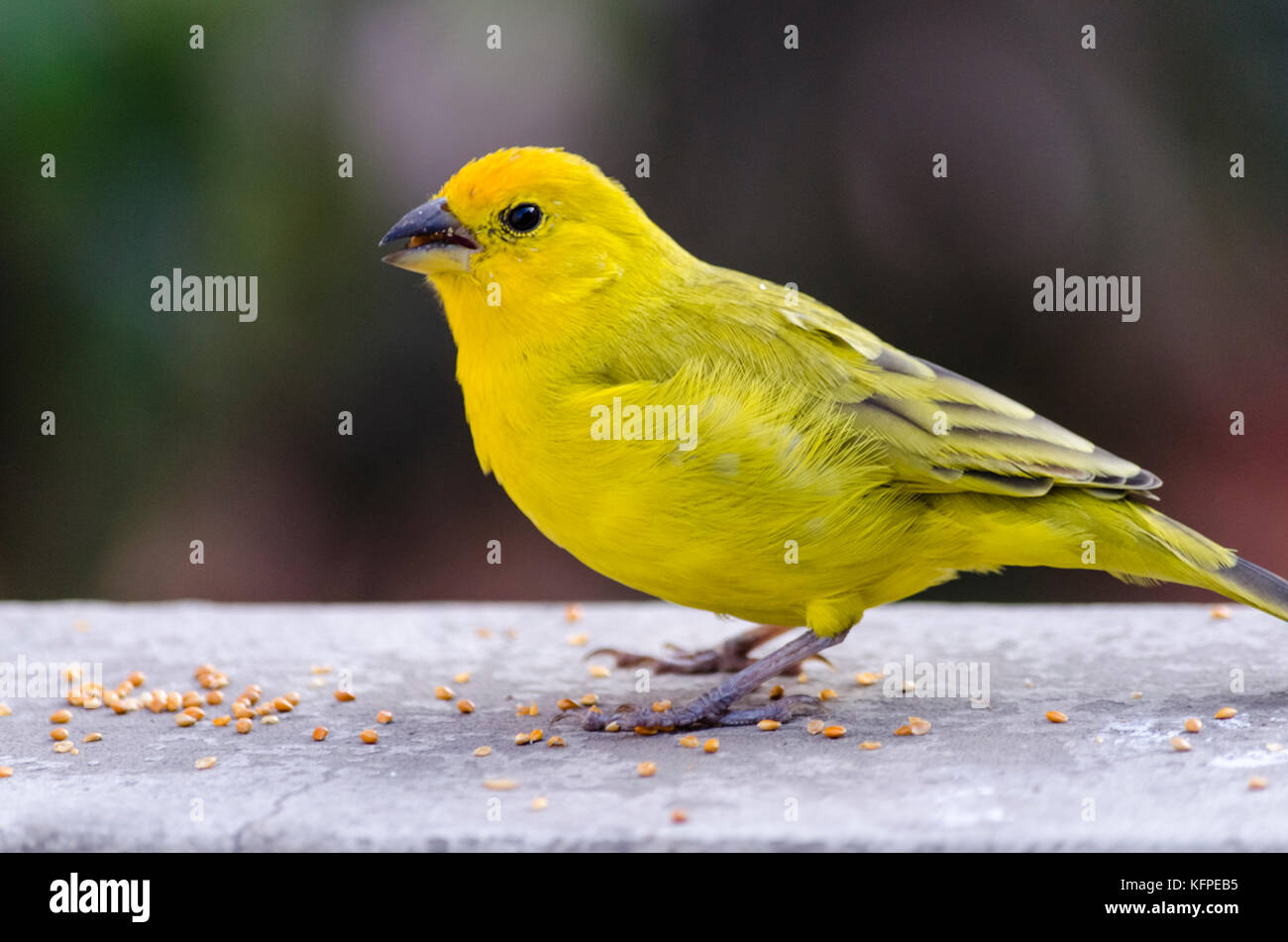 Sicalis flaveola/jilguero azafranado/Safran finch Stockfoto
