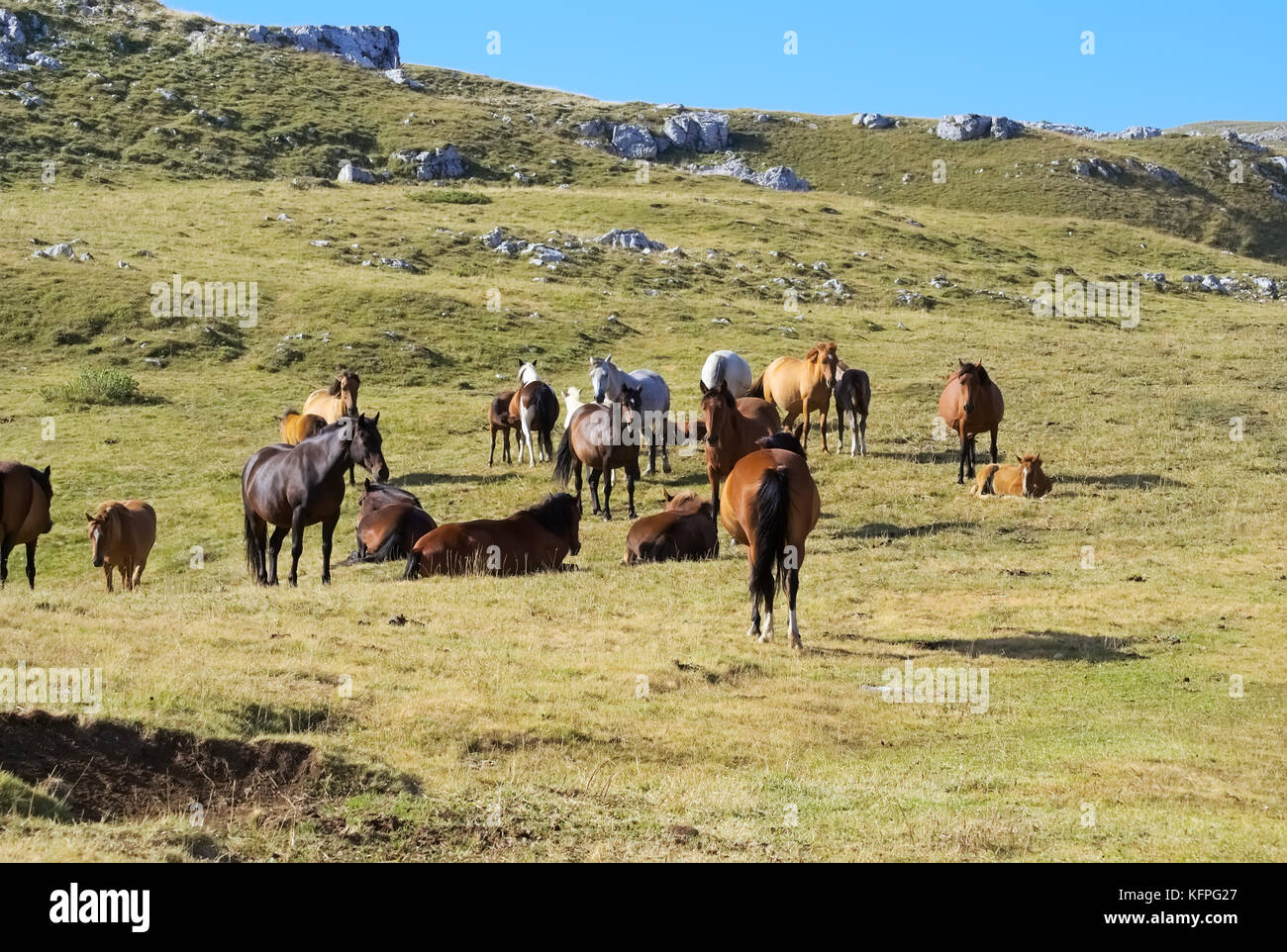 Pferd Rasse der barraquand im Vercors Berge Frankreichs im Sommer Stockfoto
