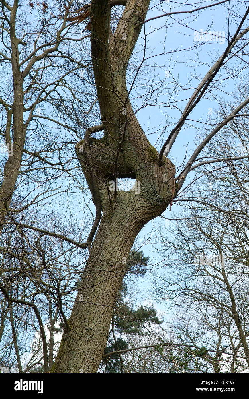Ungewöhnliche Baum mit einem natürlichen Loch Stockfoto