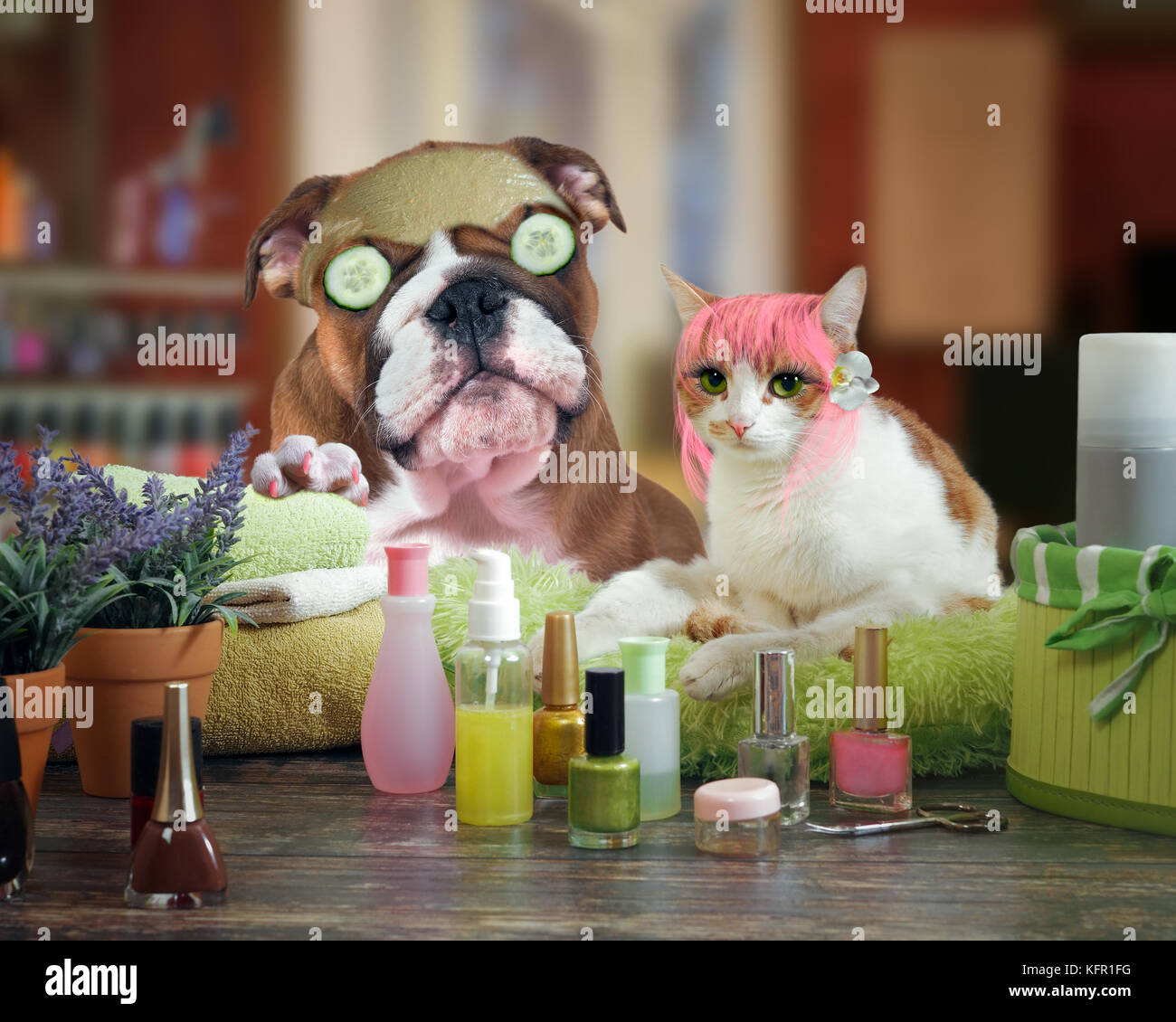 Lustige Katze Und Hund Schönheitssalon Spa Behandlungen Für