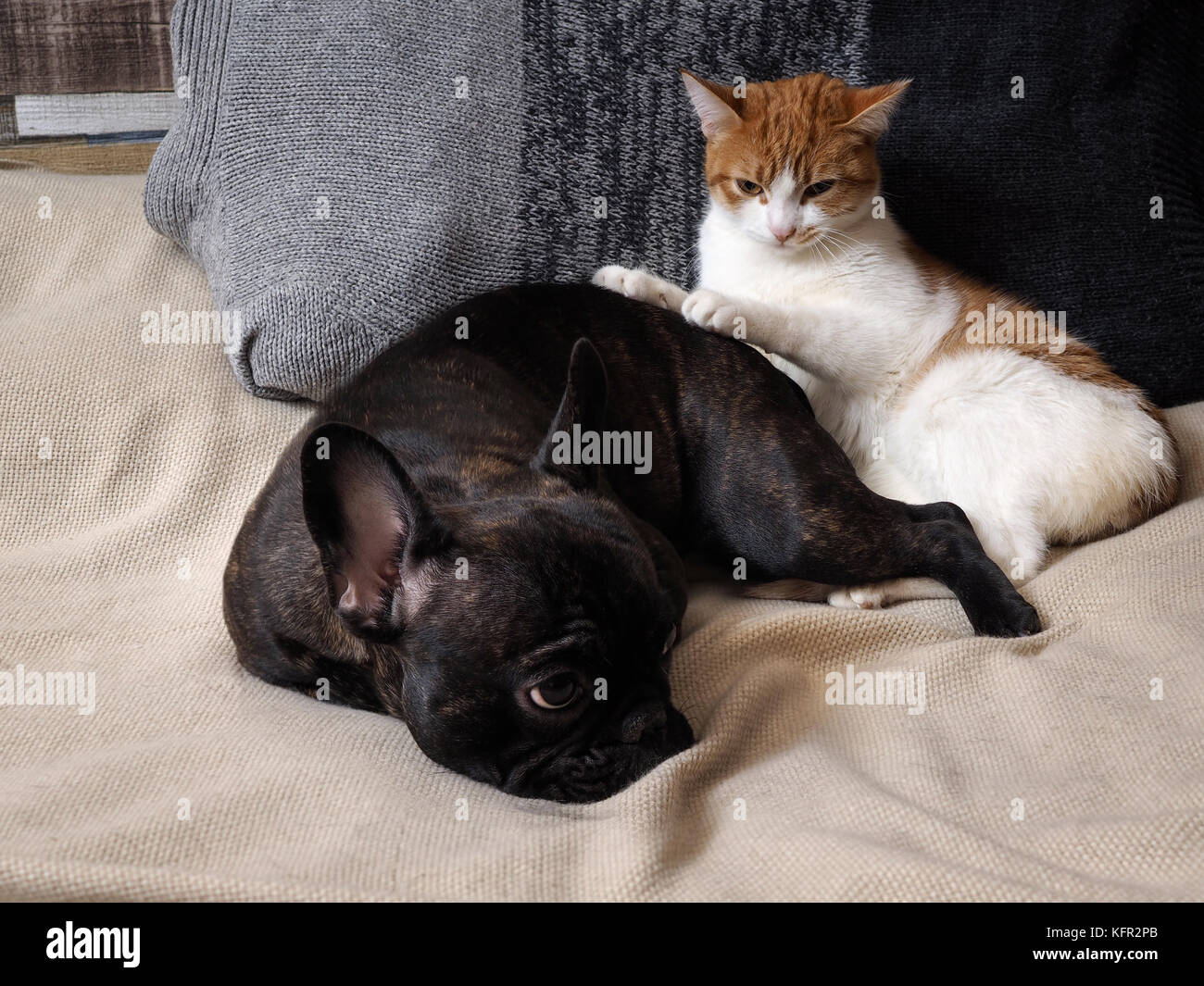 Süße Katze Und Hund Schlafen Zusammen Die Katze Weiß Mit