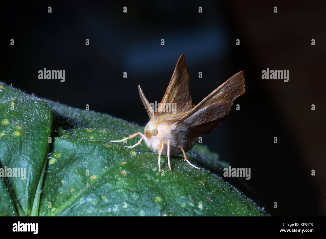 Moth Rest Stockfotos & Moth Rest Bilder - Seite 2 - Alamy