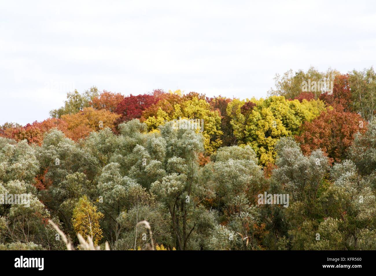 Goldener Herbst, Oktober, schöner Hain. Die bunten Bäume. Stockfoto