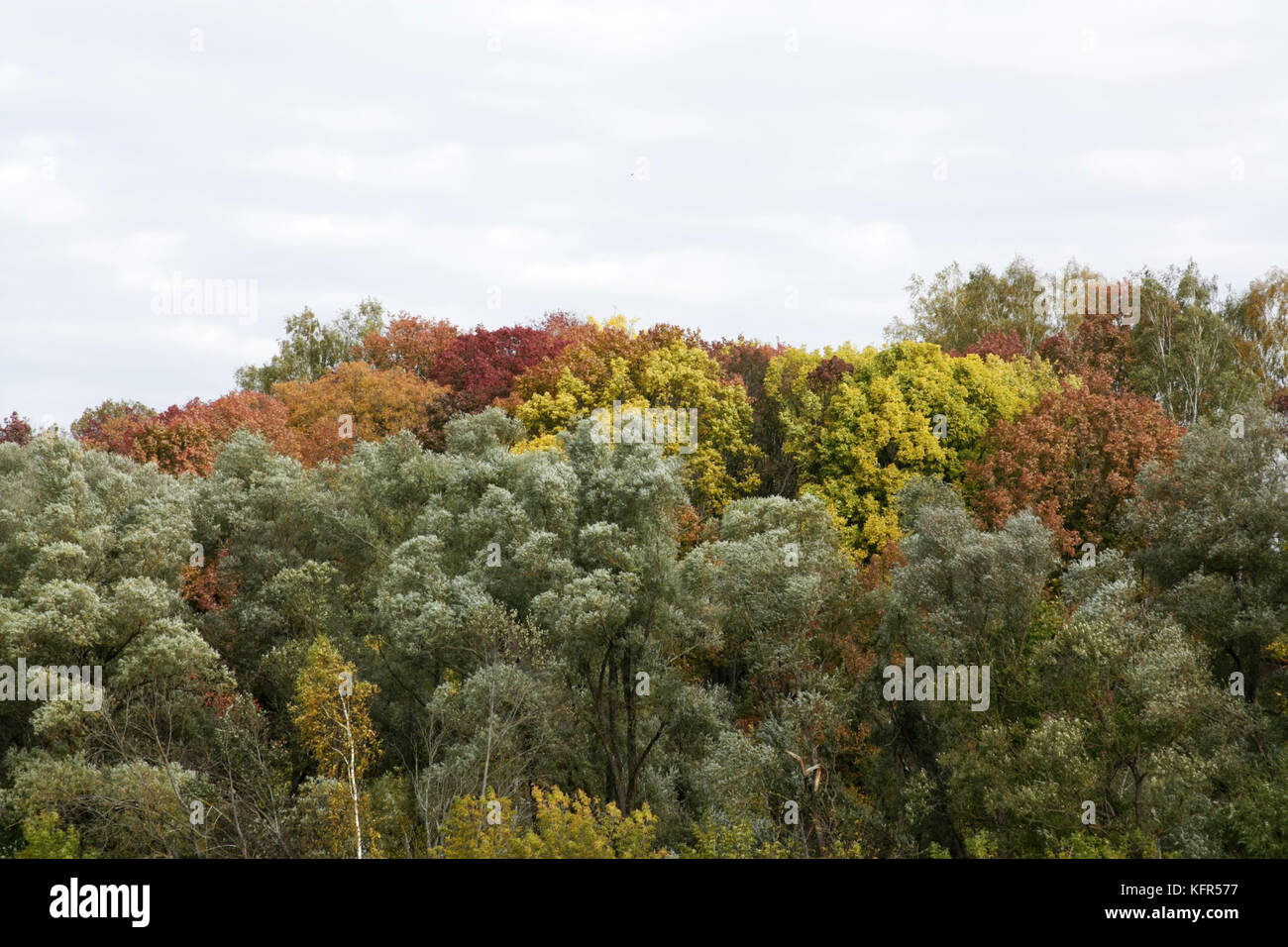 Goldener Herbst, Oktober, schöner Hain. Die bunten Bäume. Stockfoto