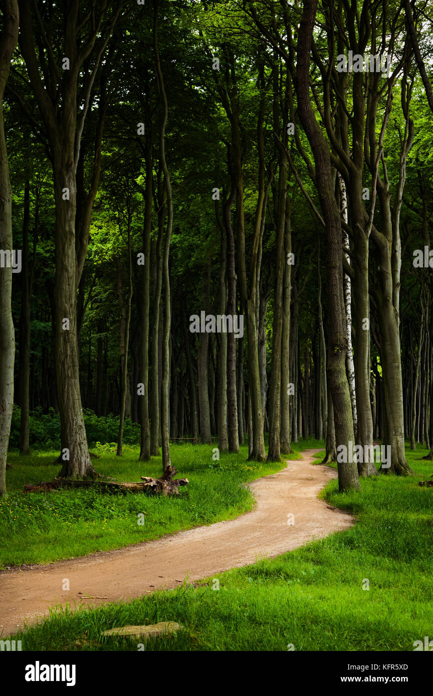 Kurviger Pfad durch einen dunklen Wald Stockfoto