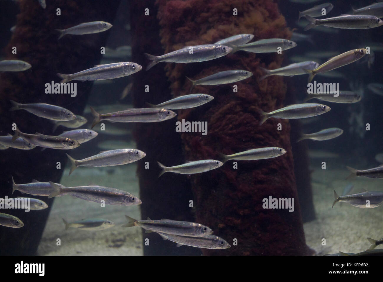 Salz hering -Fotos und -Bildmaterial in hoher Auflösung – Alamy