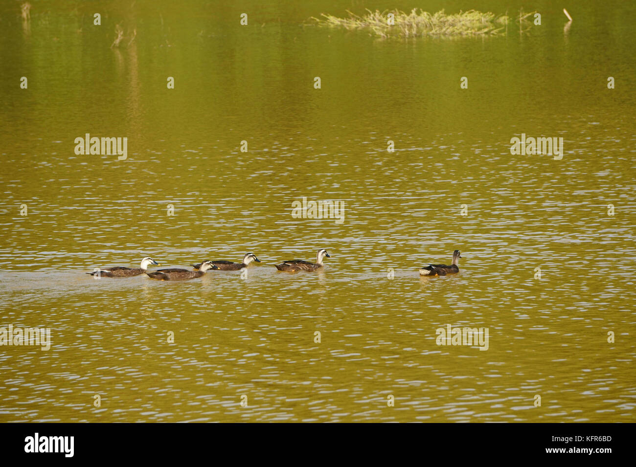 Enten schwimmen auf dem See Stockfoto