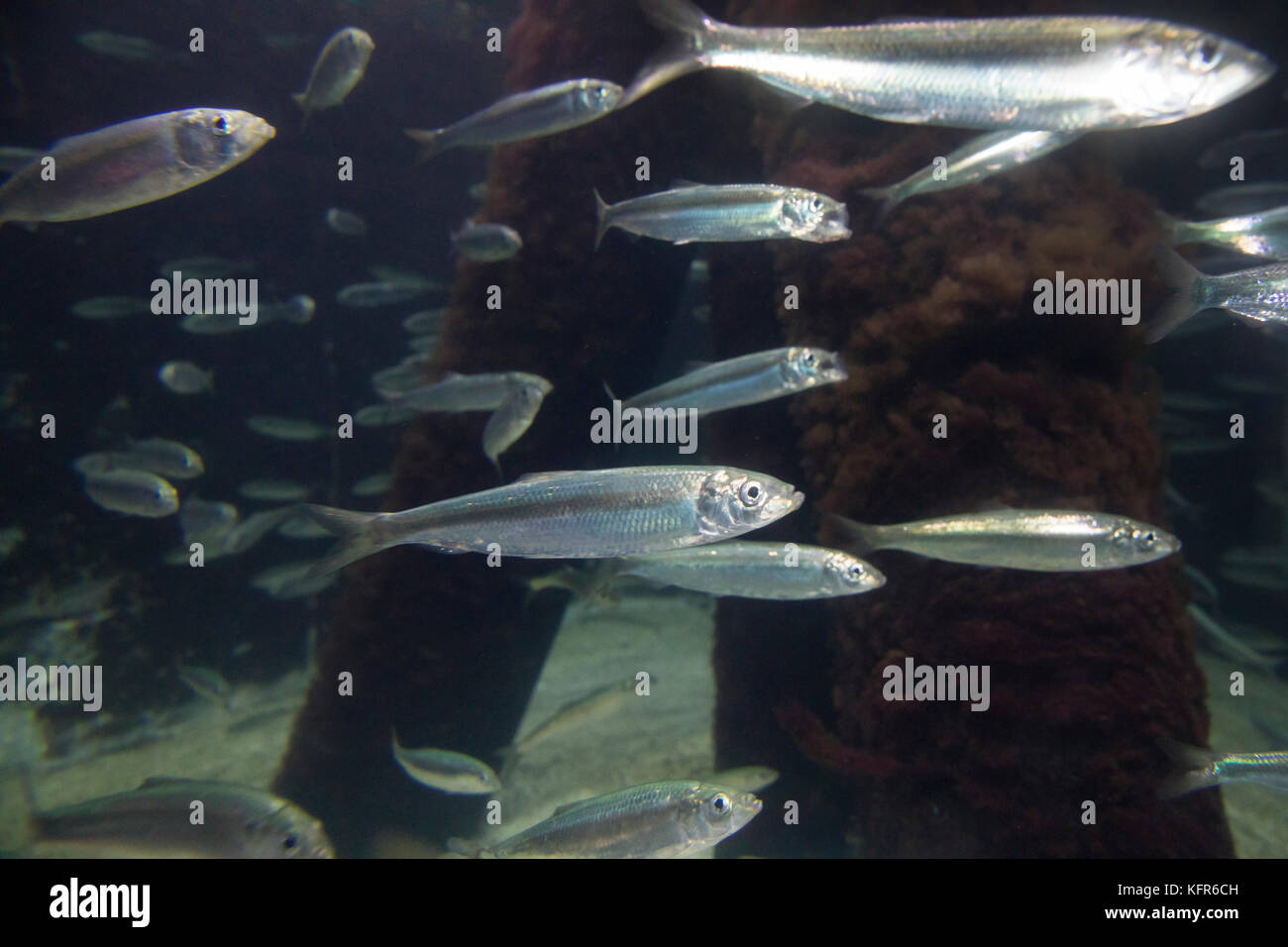 Salz Hering Stockfotos & Salz Hering Bilder Alamy