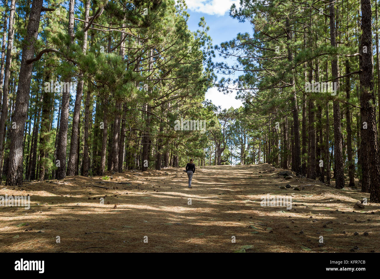 La Esperanza Wald Gehen Insel Teneriffa Stockfotografie Alamy