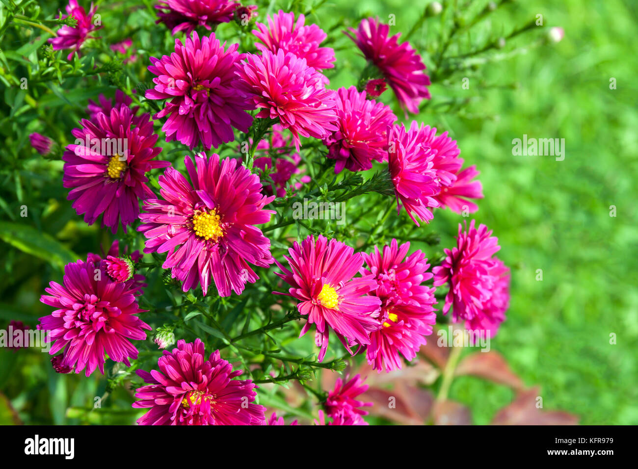 Herbst Lila Astern Bluhen Blumen Im Park Auf Blumenbeet Blute