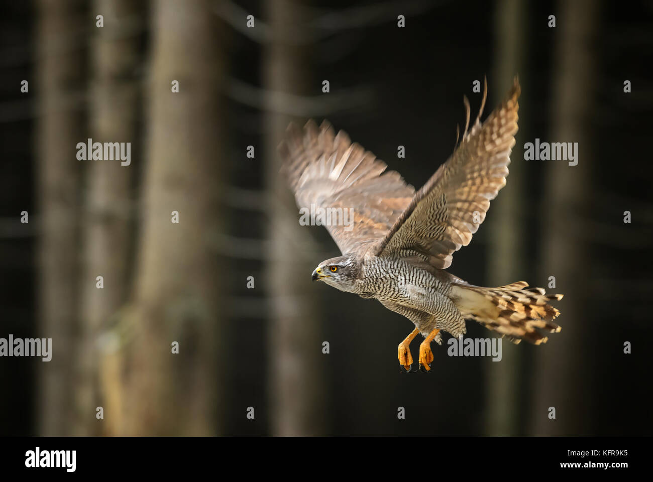 Habicht - Accipiter gentilis Stockfoto