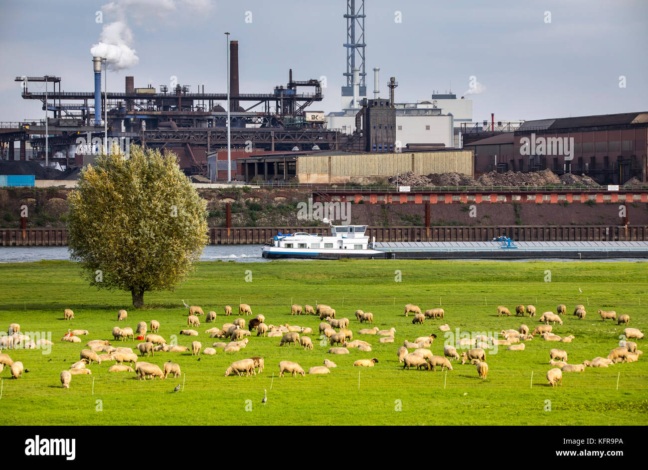 Rheinauen, in Duisburg hochemmerich, Deutschland, Schafe, Brücke über den Fluss Rhein, der Industrie, der Fluss Frachtschiff, Stahlwerke, Stockfoto