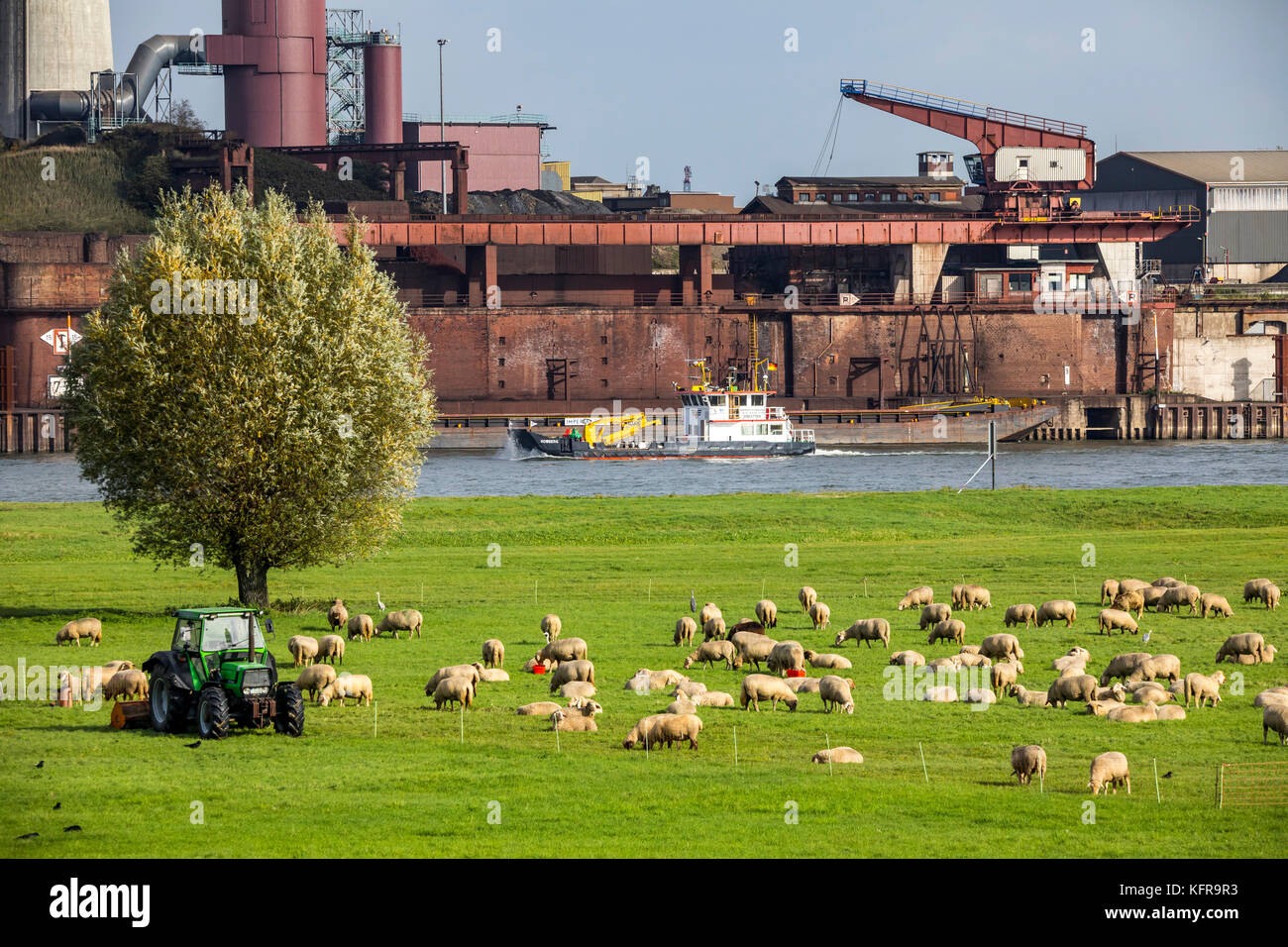 Rheinauen, in Duisburg hochemmerich, Deutschland, Schafe, Brücke über den Fluss Rhein, der Industrie, der Fluss Frachtschiff, Stahlwerke, Stockfoto